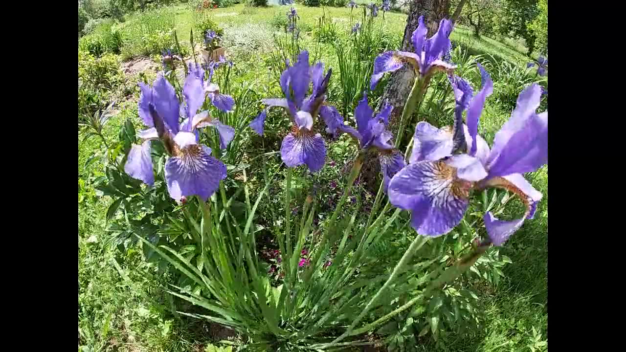 Une brune heureuse se masturbe avec une fleur d'iris dans le jardin