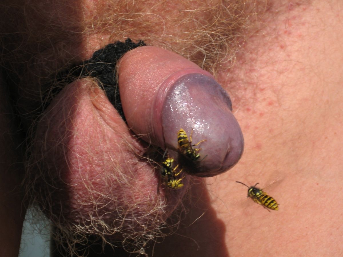 the first few wasps