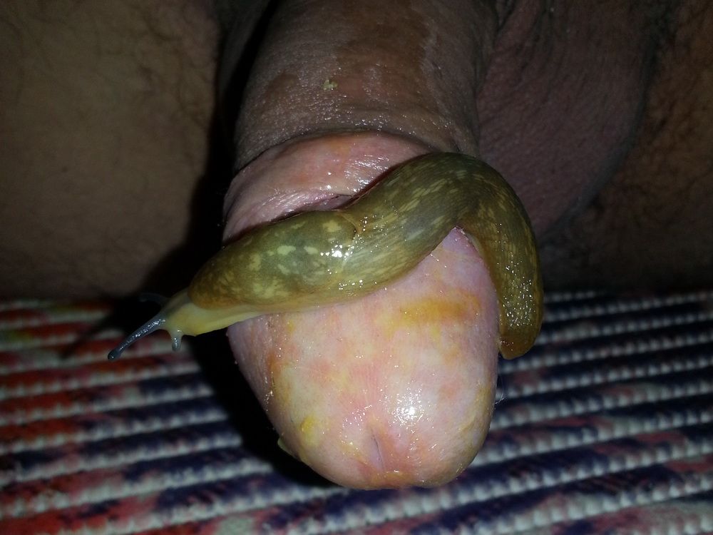 slug