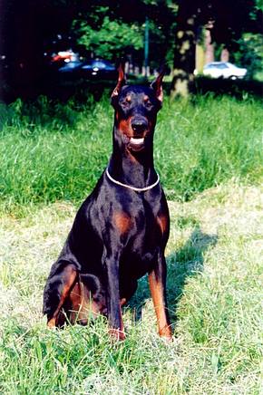 dobermann 2