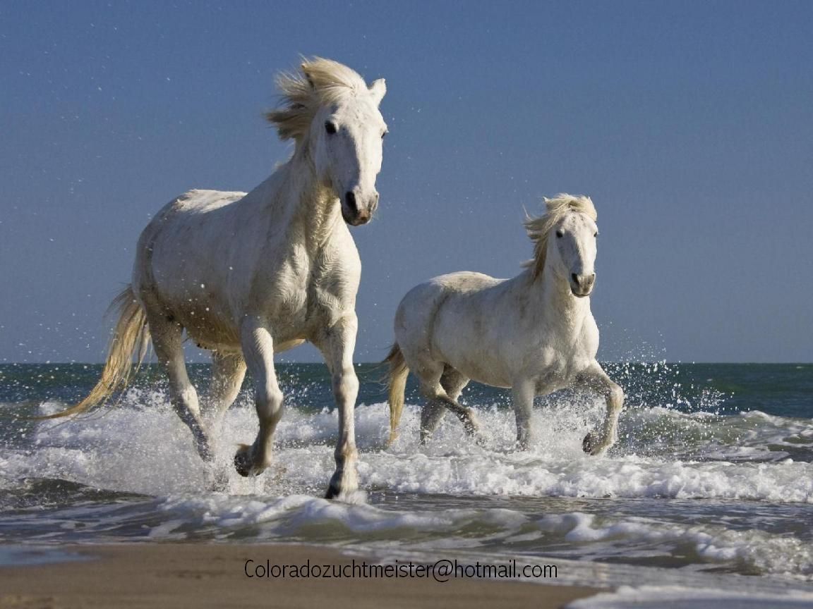 Spirit_of_horses