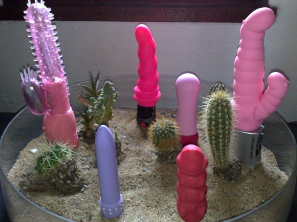 ça pousse bizarre les cactus