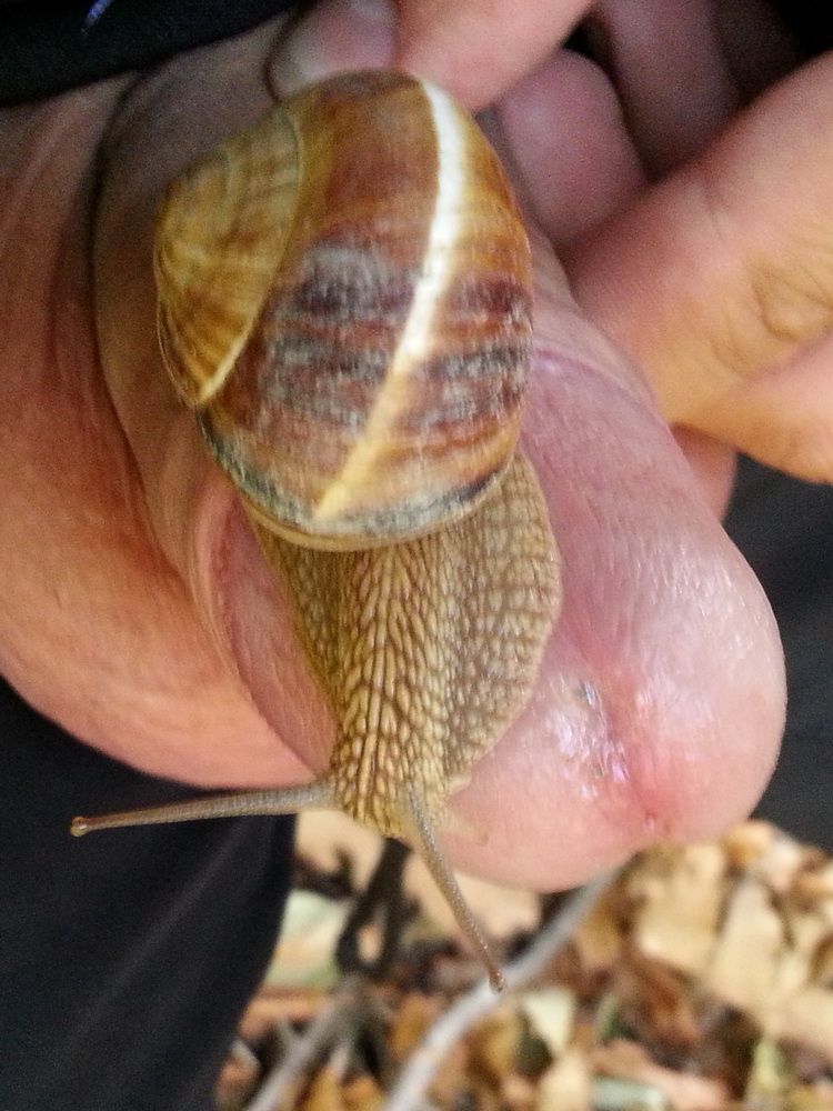 Snail