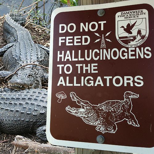 Do Not Feed Hallucinogens To The Alligators