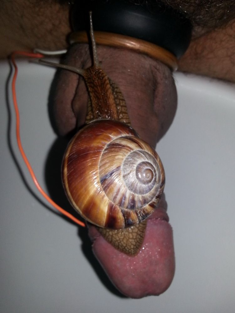 Snail