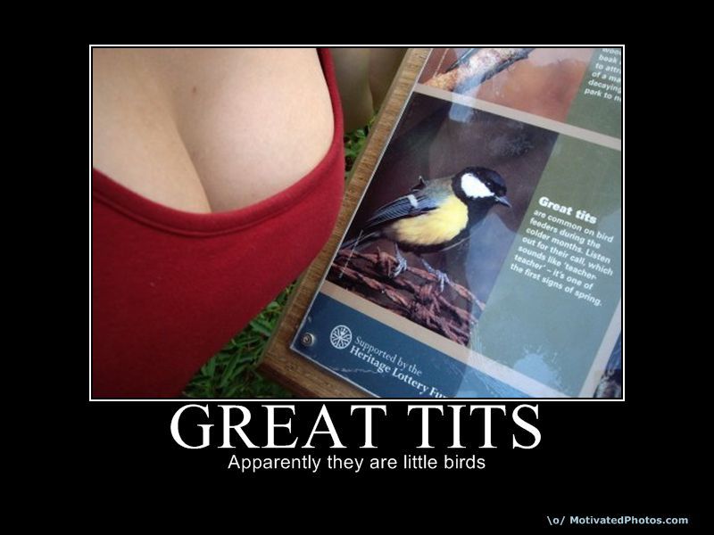 Great Tits