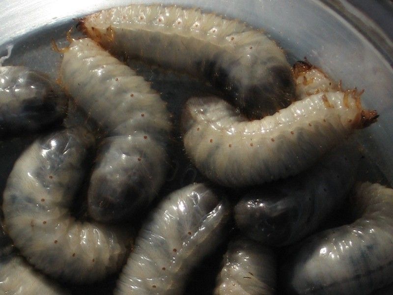June Bug Larvae - Detail