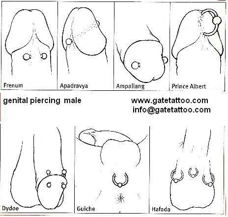 Genital piercings options.