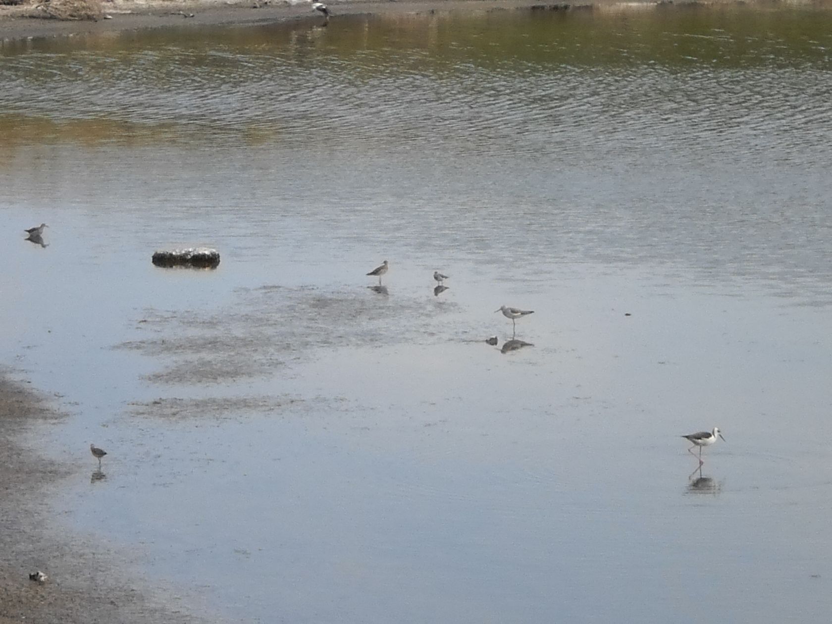 Beautiful Birds on the Gargano Beaches...