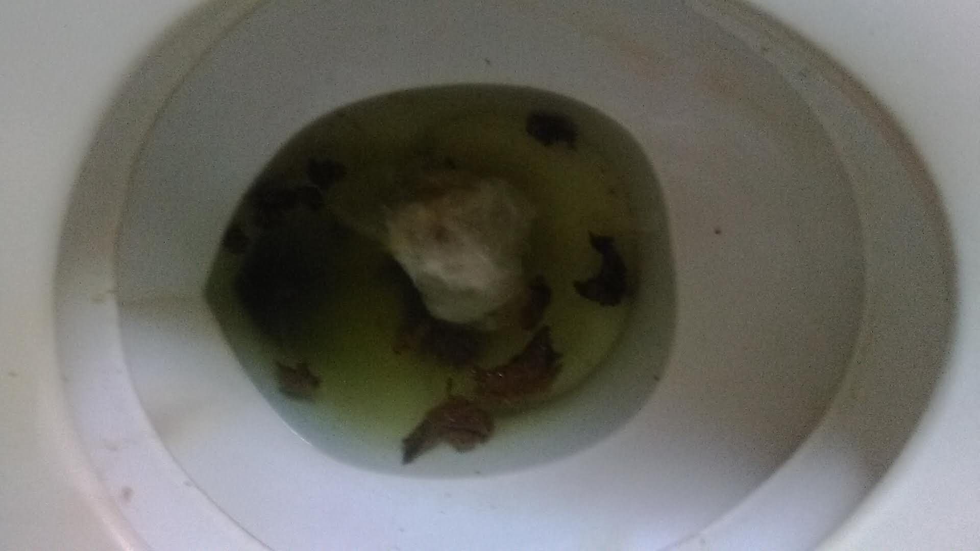 Toilet poop