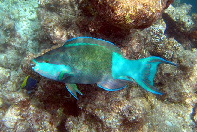 When The Parrotfish Gets Cucked