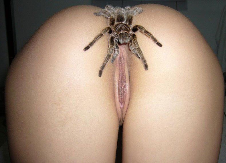 spider