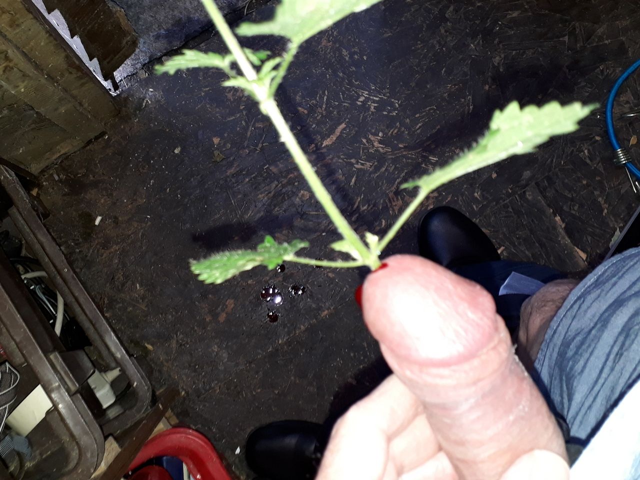 Nettle stem in my urethra 2