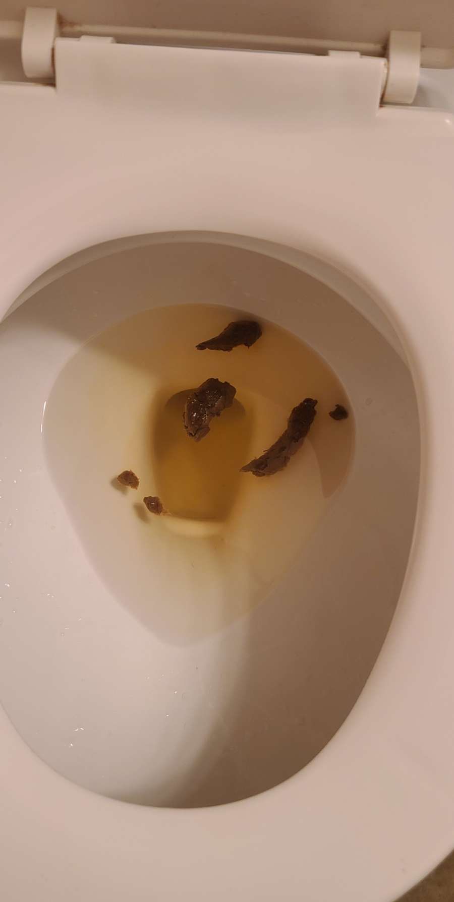 toilet poop