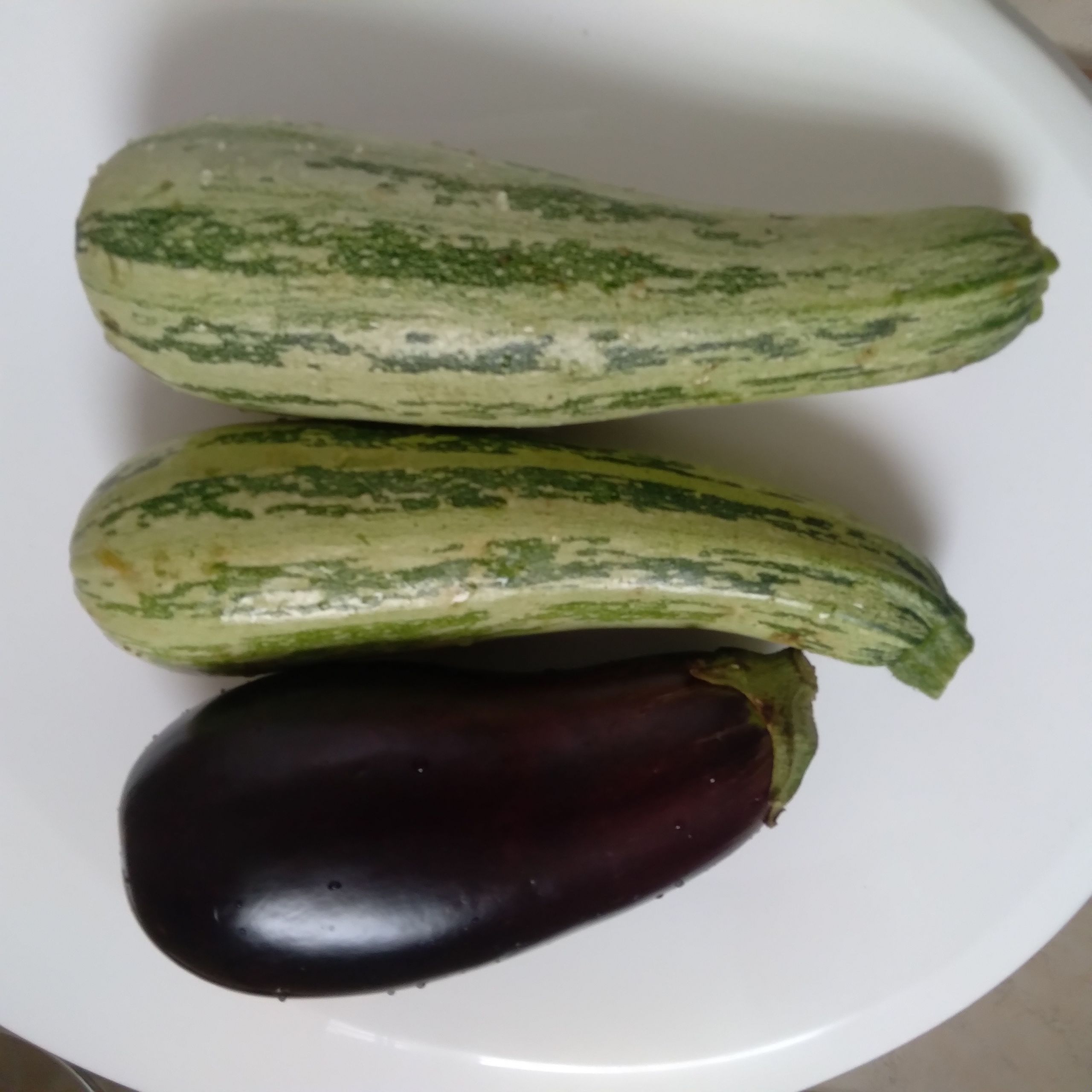 Decided to start with aubergines which are wider - First is in