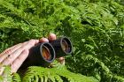 9229504-binoculars-in-hand-peeking-from-the-bushes