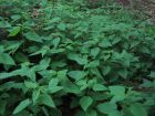 Fresh Nettles waiting