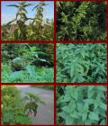 different type of nettles