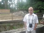 Zoo zebras