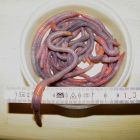 Worms collected (mm)