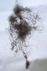 My pubic hair