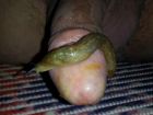 slug