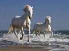 Spirit_of_horses