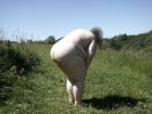 Big fat white ass...