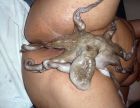 Octopussy10