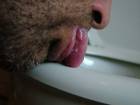 Licking Her Toilet Bowl