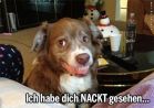 der-hund-hat-dich-nackt-gesehen