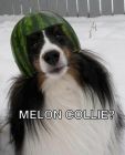 melon collie