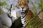 In leopard skins, Catting around.