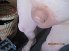 Small Cock Big Balls 025