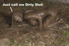 Dirty Slut