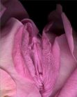 vagina flowers 2