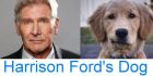 Harrison Fords Dog