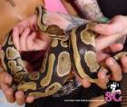 Marie_-_Snake_-_005