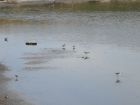 Beautiful Birds on the Gargano Beaches...