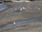 Beautiful Birds on the Gargano Beaches