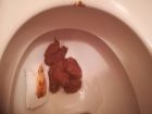 nice poop
