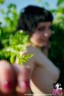 Akemi_-_Early_Harvest_-_058