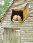 What goes on in the hay loft.....!