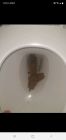 Toilet poop