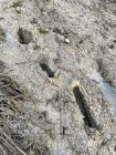 Deep footprints left behing