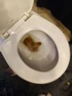 Toilet Poop